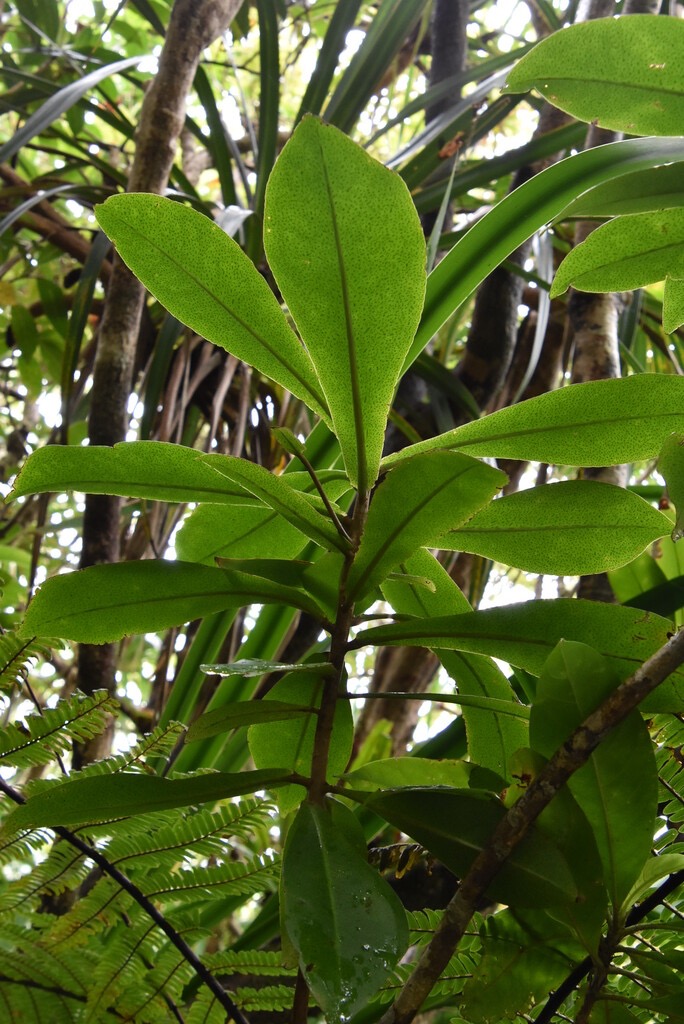 Badula_grammisticta-Bois_de_savon-PRIMULACEAE-Endemique_Reunion-MB3_9257.jpg