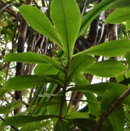 Badula_grammisticta-Bois_de_savon-PRIMULACEAE-Endemique_Reunion-MB3_9257.jpg