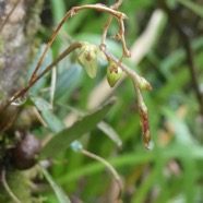Bulbophyllum_densum(ex_mascarenense_ex_minutum)-Endemique_Reunion_Maurice-P1090701.jpg