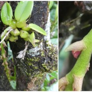 Bulbophyllum_elliotii(ex_sambiranense)-EPIDENDROIDEAE-Indigene_Reunion-20250205_105019.jpg