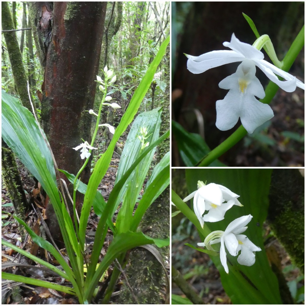 Calanthe_sylvatica-EPIDENDROIDEAE-Indigene_Reunion-20250205_104837.jpg
