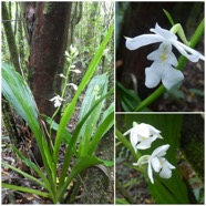 Calanthe_sylvatica-EPIDENDROIDEAE-Indigene_Reunion-20250205_104837.jpg