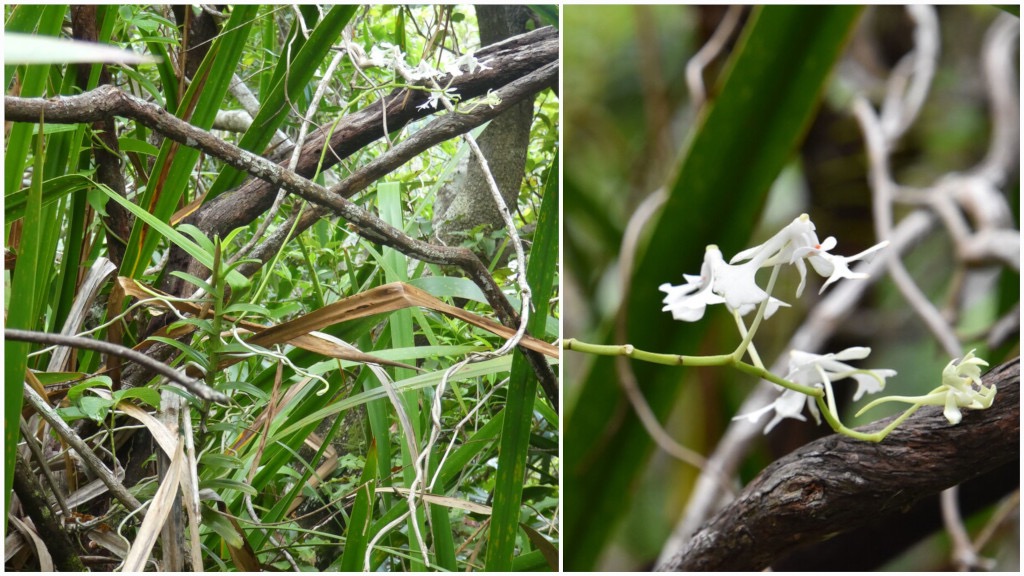 Cryptopus_elatus-EPIDENDROIDEAE-Endemique_Reunion_Maurice-20250205_104709.jpg
