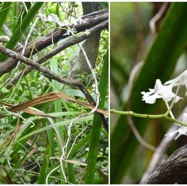Cryptopus_elatus-EPIDENDROIDEAE-Endemique_Reunion_Maurice-20250205_104709.jpg