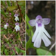 Cynorkis_fastigiata-ORCHIDOIDEAE-Indigene_Reunion-20250205_104604.jpg