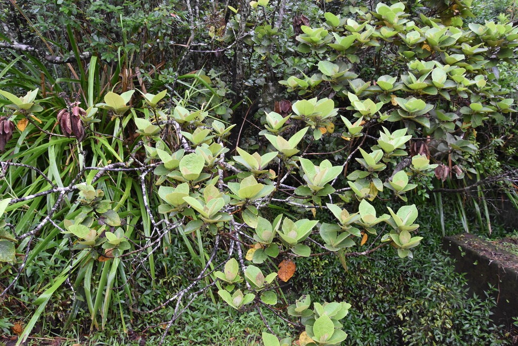 Dombeya_ficulnea-Petit_mahot-MALVACEAE-Endemique_Reunion-MB3_9208.jpg