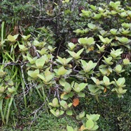 Dombeya_ficulnea-Petit_mahot-MALVACEAE-Endemique_Reunion-MB3_9208.jpg
