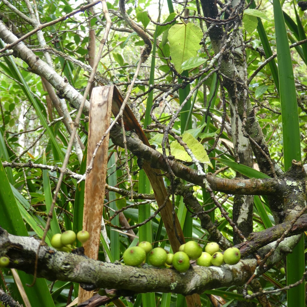 Ficus_lateriflora-Figuier_blanc-MORACEAE-Endemique_Reunion_Maurice-P1090711.jpg