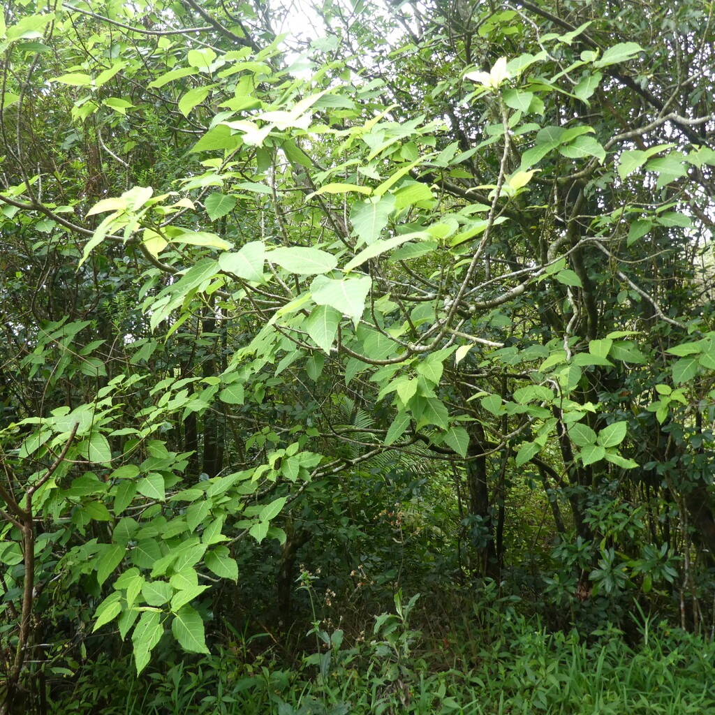 Ficus_lateriflora-Figuier_blanc-MORACEAE-Endemique_Reunion_Maurice-P1090762.jpg