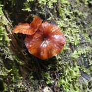 Fleurs_de_champignon-P1090741.jpg