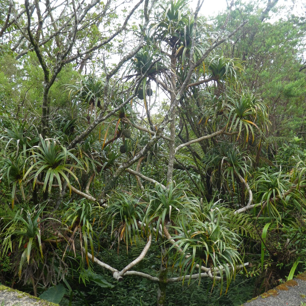 Pandanus_montanus-Pimpin_des_hauts-PANDANACEAE-Endemique_Reunion-P1090760.jpg