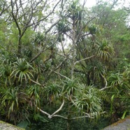 Pandanus_montanus-Pimpin_des_hauts-PANDANACEAE-Endemique_Reunion-P1090760.jpg