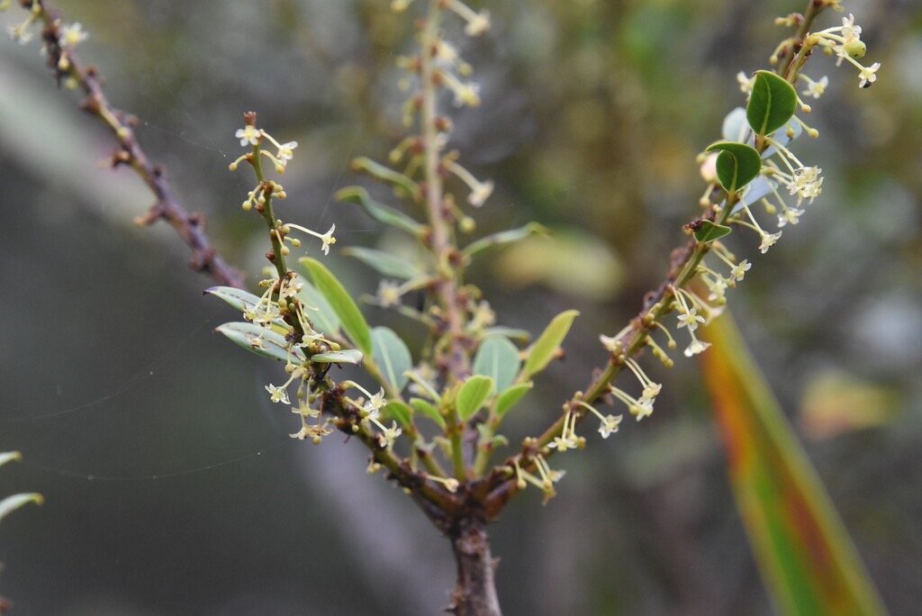 Phyllanthus-phillyreifolius-?-consanguineus-?_Bois-de-Negresse_PHYLLANTHACEAE-Endemique-Reunion-Maurice-MB3_9238.jpg