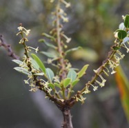 Phyllanthus-phillyreifolius-?-consanguineus-?_Bois-de-Negresse_PHYLLANTHACEAE-Endemique-Reunion-Maurice-MB3_9238.jpg