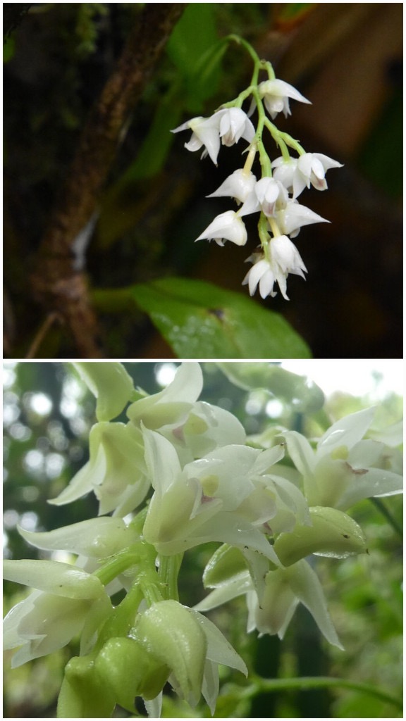 Polystachya_cultriformis-EPIDENDROIDEAE-Indigene_Reunion-20250205_104503.jpg
