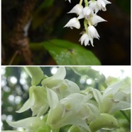 Polystachya_cultriformis-EPIDENDROIDEAE-Indigene_Reunion-20250205_104503.jpg