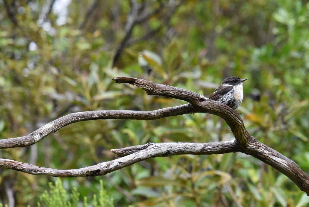 Saxicola-tectes-Tectec-MUSCICAPIDAE-Endemique_Reunion-MB3_9212.jpg