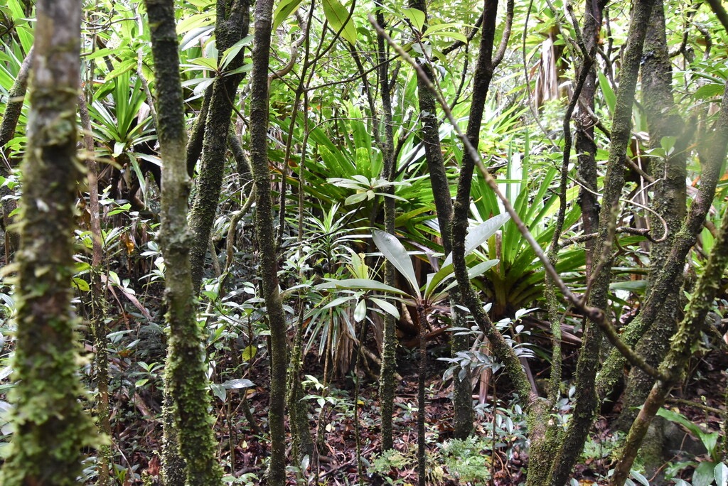 Sous_bois_du_sentier_Jacques_Payet-MB3_9278.jpg