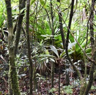 Sous_bois_du_sentier_Jacques_Payet-MB3_9278.jpg
