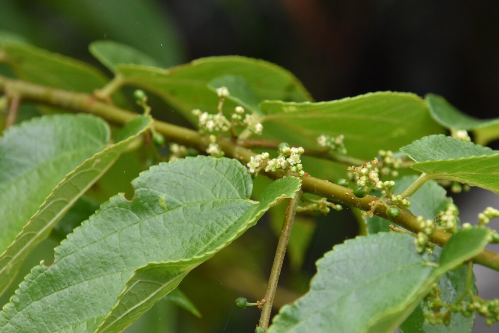 Trema_orientalis-Bois_d_Andreze-CANNABACEAE-Amphinaturalisé-MB3_9206.jpg