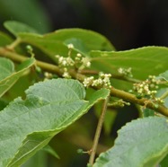 Trema_orientalis-Bois_d_Andreze-CANNABACEAE-Amphinaturalisé-MB3_9206.jpg