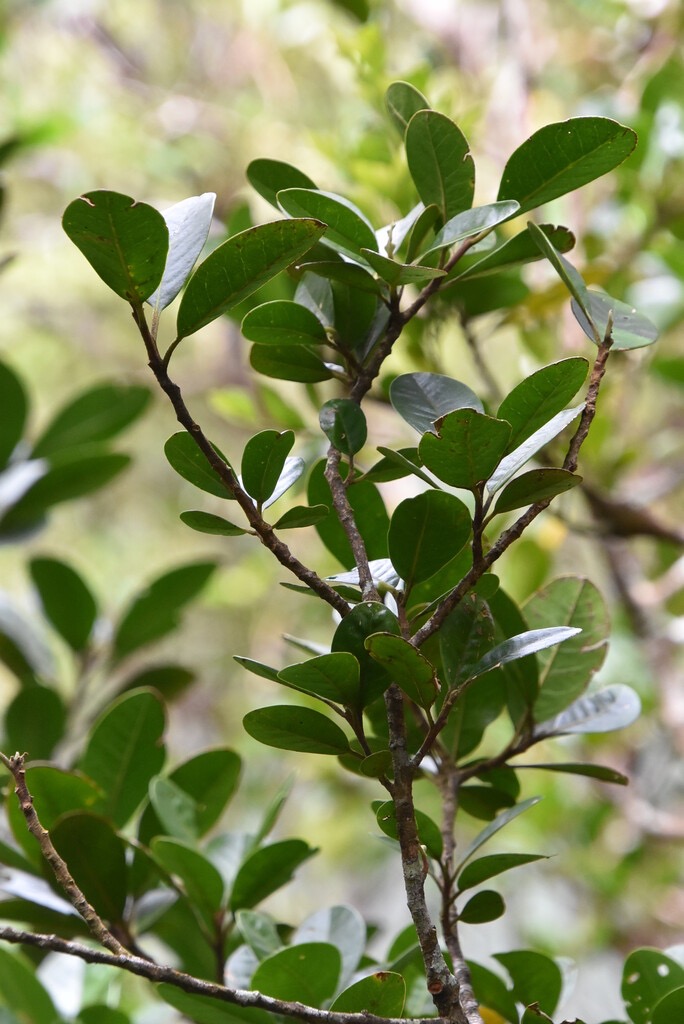 Turraea_thouarsiana-Bois_de_quivi-MELIACEAE-Endemique_Reunion_Maurice-MB3_9277.jpg
