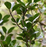 Turraea_thouarsiana-Bois_de_quivi-MELIACEAE-Endemique_Reunion_Maurice-MB3_9277.jpg