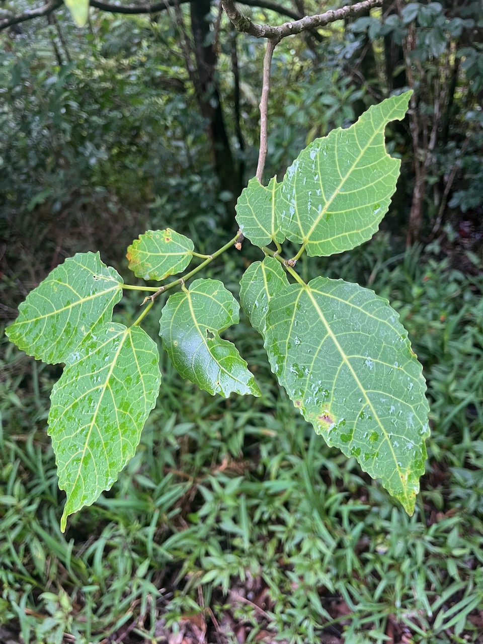 1. Ficus lateriflora  - Ficus Blanc  - MORACEAE - Endémique de la Réunion et de Maurice.jpeg