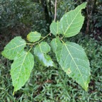 1. Ficus lateriflora  - Ficus Blanc  - MORACEAE - Endémique de la Réunion et de Maurice.jpeg