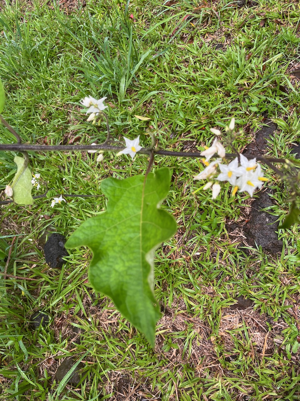 2. Solanum torvum Sw.- Bringellier - Solanaceae - Exotique.jpeg