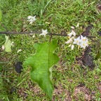 2. Solanum torvum Sw.- Bringellier - Solanaceae - Exotique.jpeg
