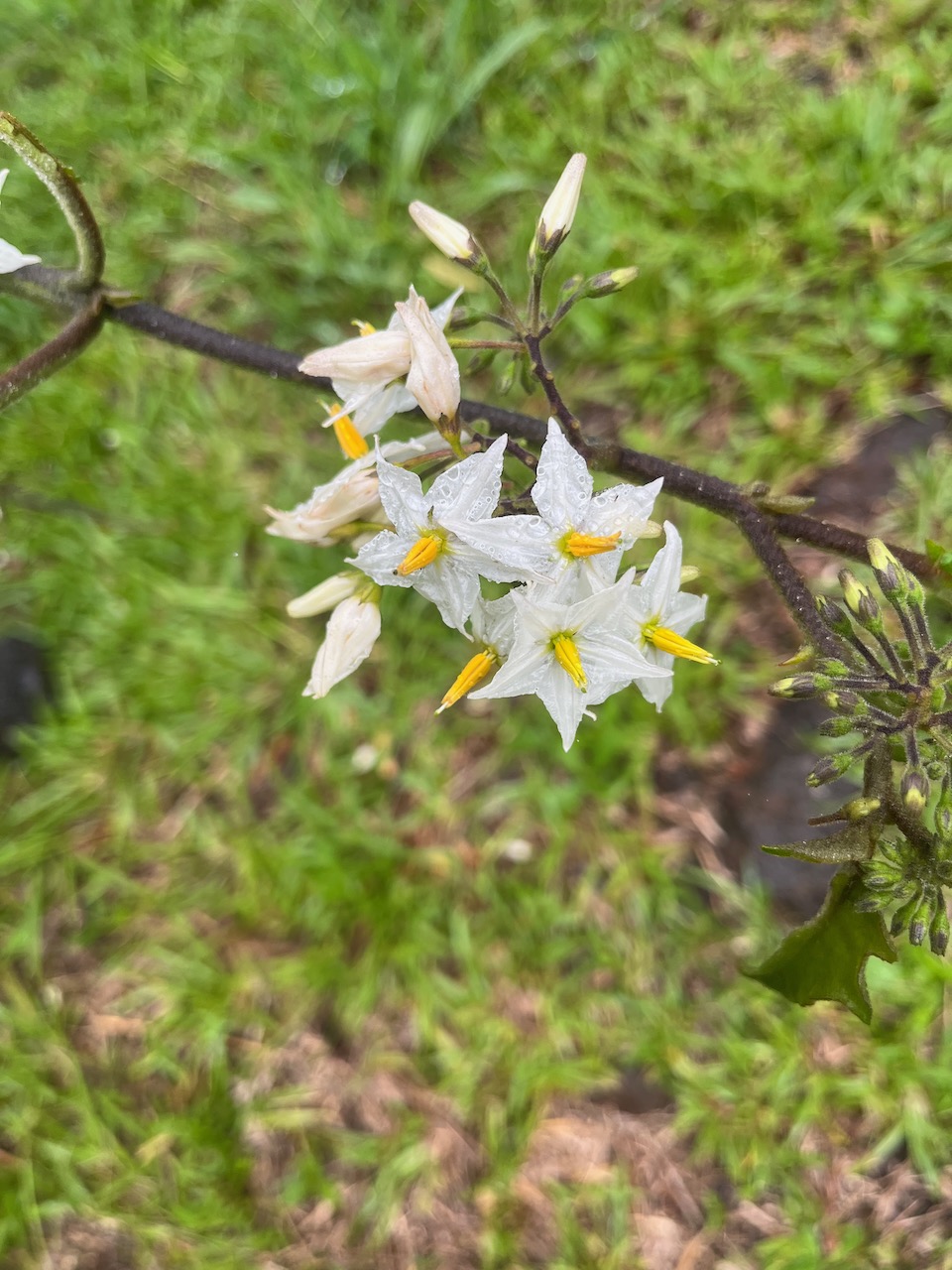 3. Fleurs Solanum torvum Sw.- Bringellier - Solanaceae - Exotique.jpeg