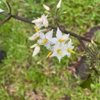 3. Fleurs Solanum torvum Sw.- Bringellier - Solanaceae - Exotique.jpeg