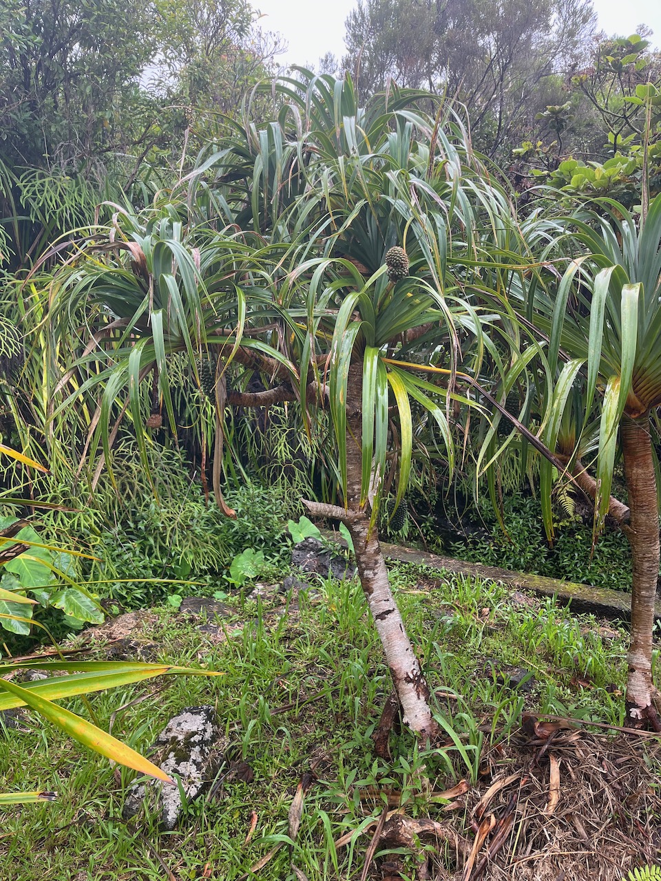 4.Pandanus montanus - Pandanacée - B.jpeg