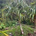 4.Pandanus montanus - Pandanacée - B.jpeg