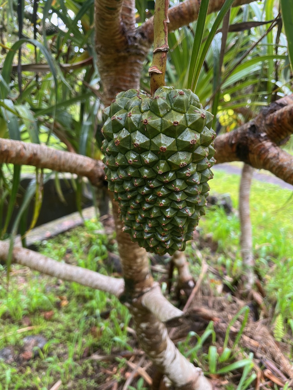 5. Fruit Pandanus montanus - Pandanacée - B.jpeg