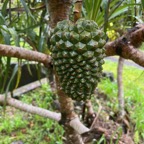 5. Fruit Pandanus montanus - Pandanacée - B.jpeg