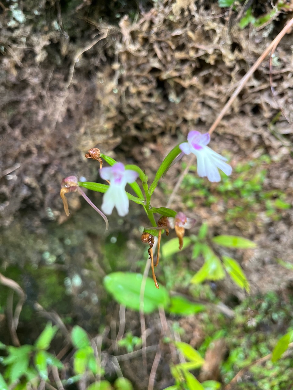 6. Cynorkis_fastigiata-ORCHIDOIDEAE-Indigene_Reunion  20250205_104604.jpeg