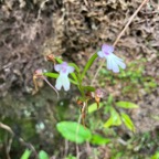 6. Cynorkis_fastigiata-ORCHIDOIDEAE-Indigene_Reunion  20250205_104604.jpeg