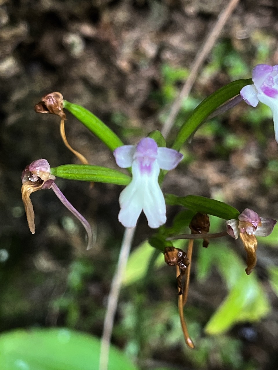 7. Cynorkis_fastigiata-ORCHIDOIDEAE-Indigene_Reunion-20250205_104604.jpeg