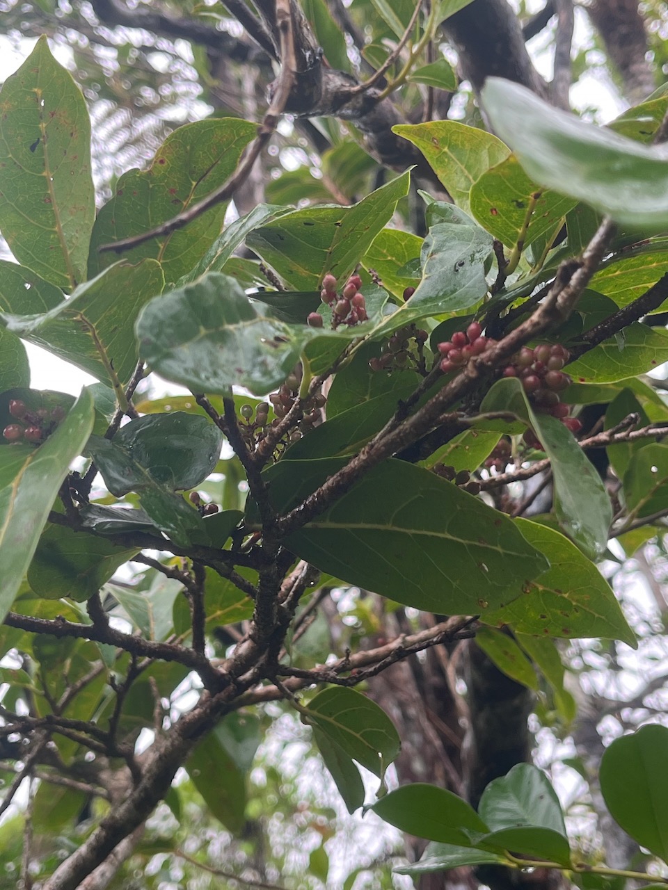 8. Fruits - Antidesma_madagascariense-Bois_de_cabri_blanc-PHYLLANTACEAE-Indigene_Reunion-20250205_105634.jpg.jpeg