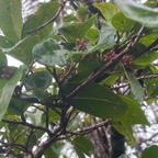 8. Fruits - Antidesma_madagascariense-Bois_de_cabri_blanc-PHYLLANTACEAE-Indigene_Reunion-20250205_105634.jpg.jpeg