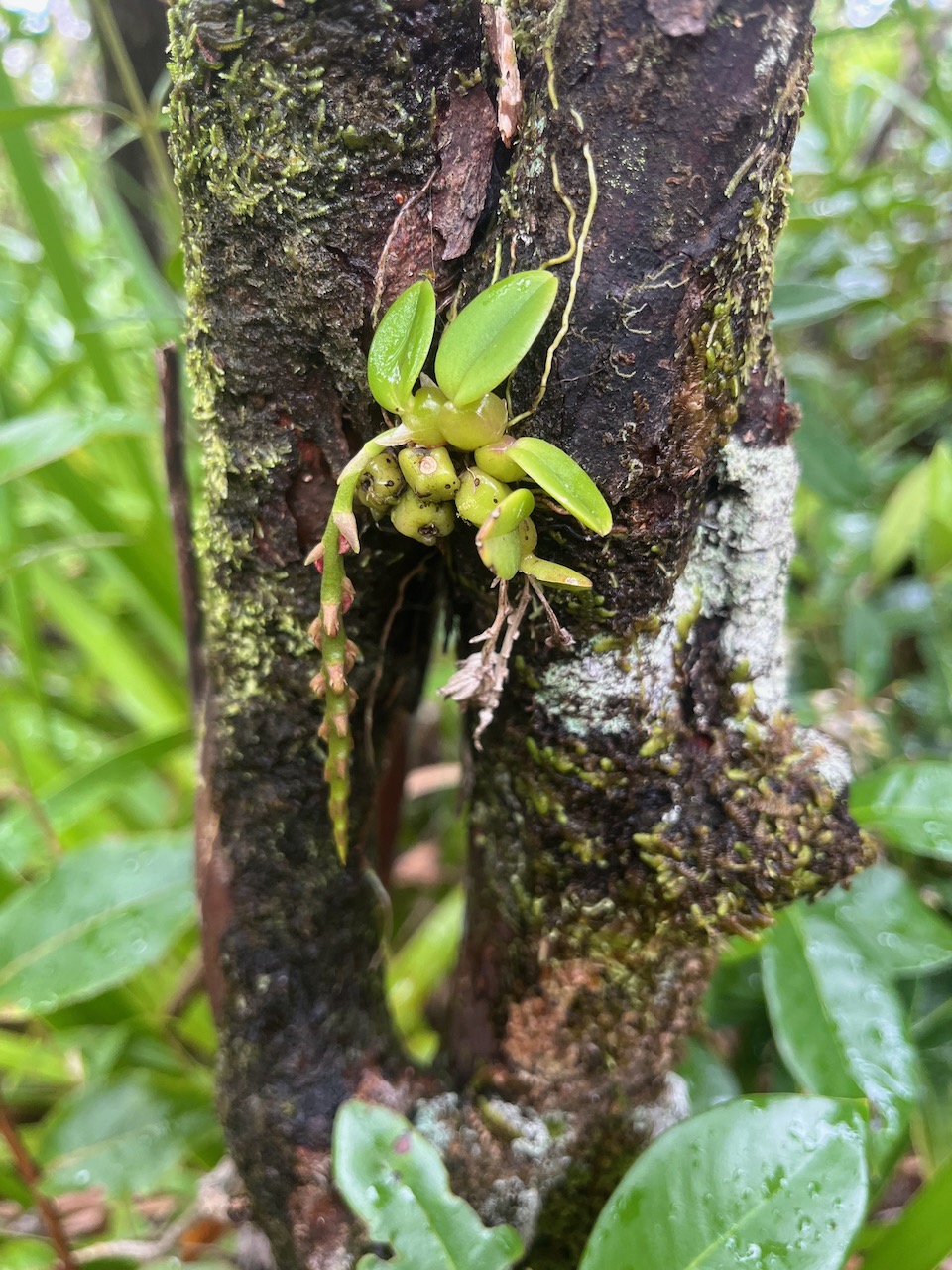 9.Bulbophyllum sambirarense