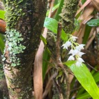 10. Polystachya cultriformis Orchidac eae Indigène La Réunion 35.jpeg