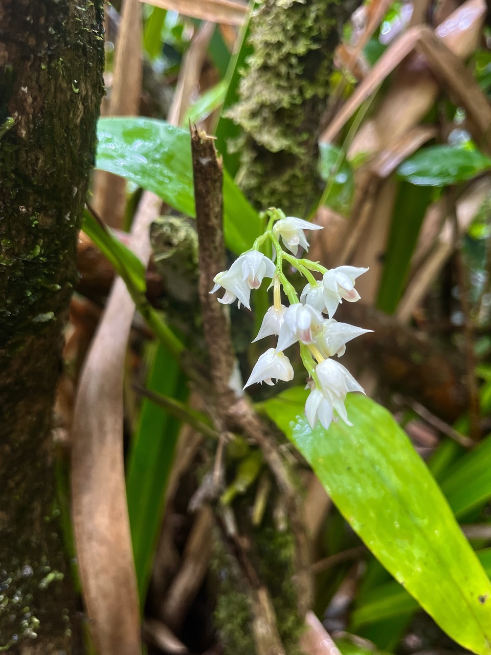 11.Polystachya cultriformis Orchidac eae Indigène La Réunion 35.jpeg