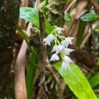 11.Polystachya cultriformis Orchidac eae Indigène La Réunion 35.jpeg