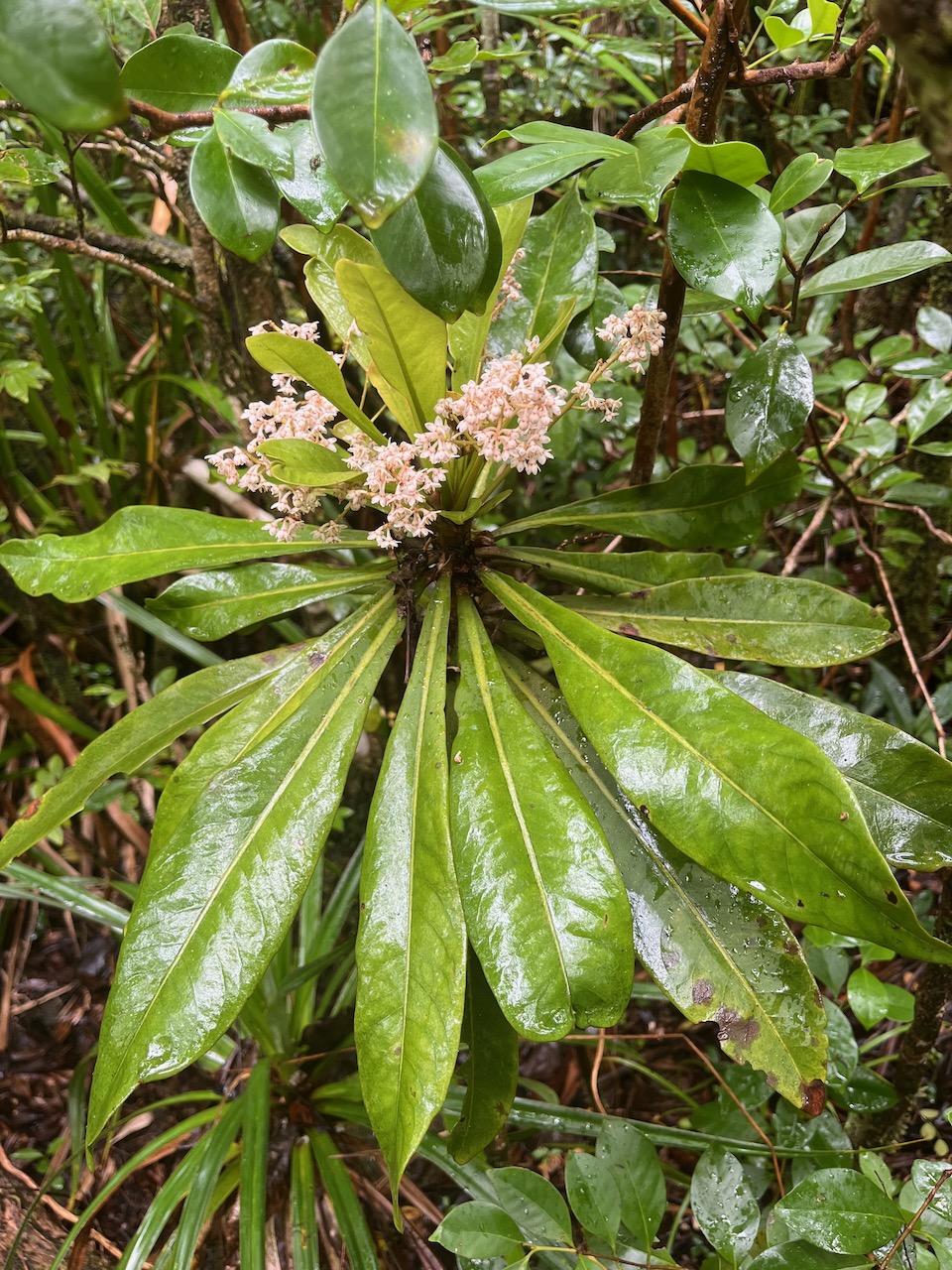 12. Badula borbonica - Bois de savon - PRIMULACEAE  Myrsinacée.jpeg