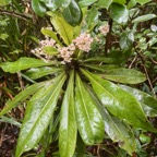 12. Badula borbonica - Bois de savon - PRIMULACEAE  Myrsinacée.jpeg