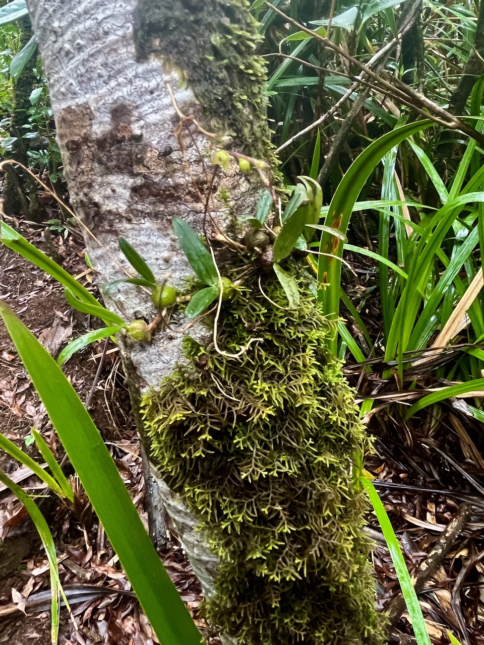 13. ??? Bulbophyllum_densum(ex_mascarenense_ex_minutum)-Endemique_Reunion_Maurice-P1090701.jpg.jpeg