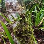 13. ??? Bulbophyllum_densum(ex_mascarenense_ex_minutum)-Endemique_Reunion_Maurice-P1090701.jpg.jpeg